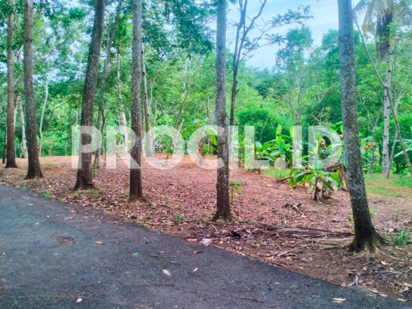 Tanah Pekarangan Luas harga di bawah NJOP Jambusari Jaruklegi