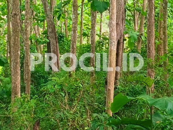Tanah Kebun Jati Jambusari Jeruklegi